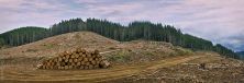 forestal.jpg